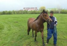 Ademu Huseinoviću uginuo radni konj, dobri ljudi mu kupili drugog
