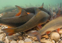 Prirodni fenomen u BiH: Mjesto gdje se mrijeste velika jata škobalja