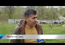 Zašto je došlo do nestašice meda u BiH?