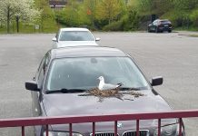 Prizor za nepovjerovati: Vlasnik ne želi pomaći auto jer je galeb polegao jaja na autu