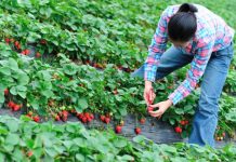 Mladi se stide posla na njivi: Dnevnice od 40 do 80 KM, ali sezonaca nema