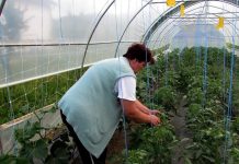 Poljoprivrednici: Dosta problema u proizvodnji, a otkupne cijene ostaju iste