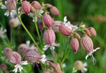 Biljka pucavac: Radost djetinjstva i lijek