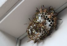 Korisni savjeti: Šta uraditi ako vas ubode stršljen