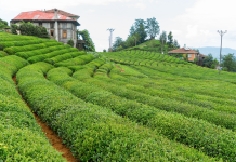 Rize – turski dragulj i zavičaj Ramazana Kibara